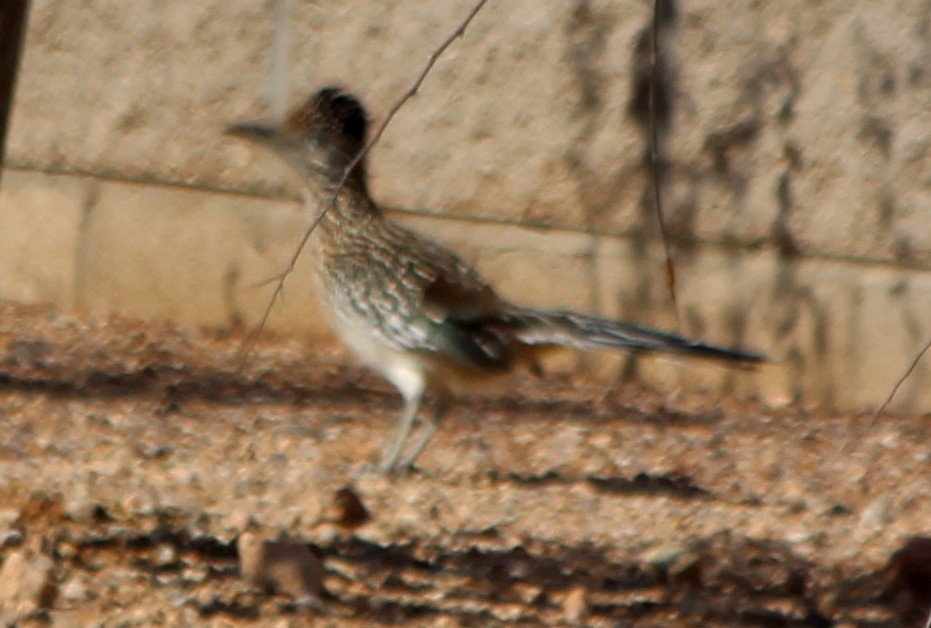 Greater Roadrunner - ML87131291