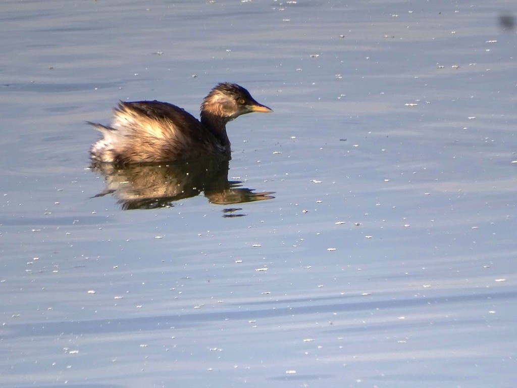 Little Grebe - ML87131381