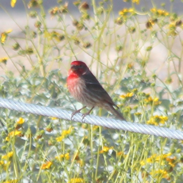 House Finch - ML87131421