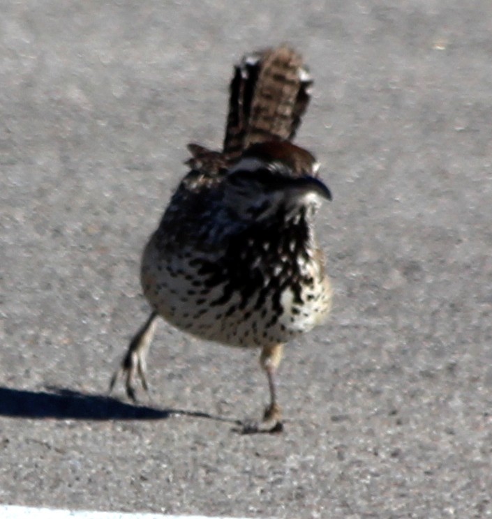 Cactus Wren - ML87131551