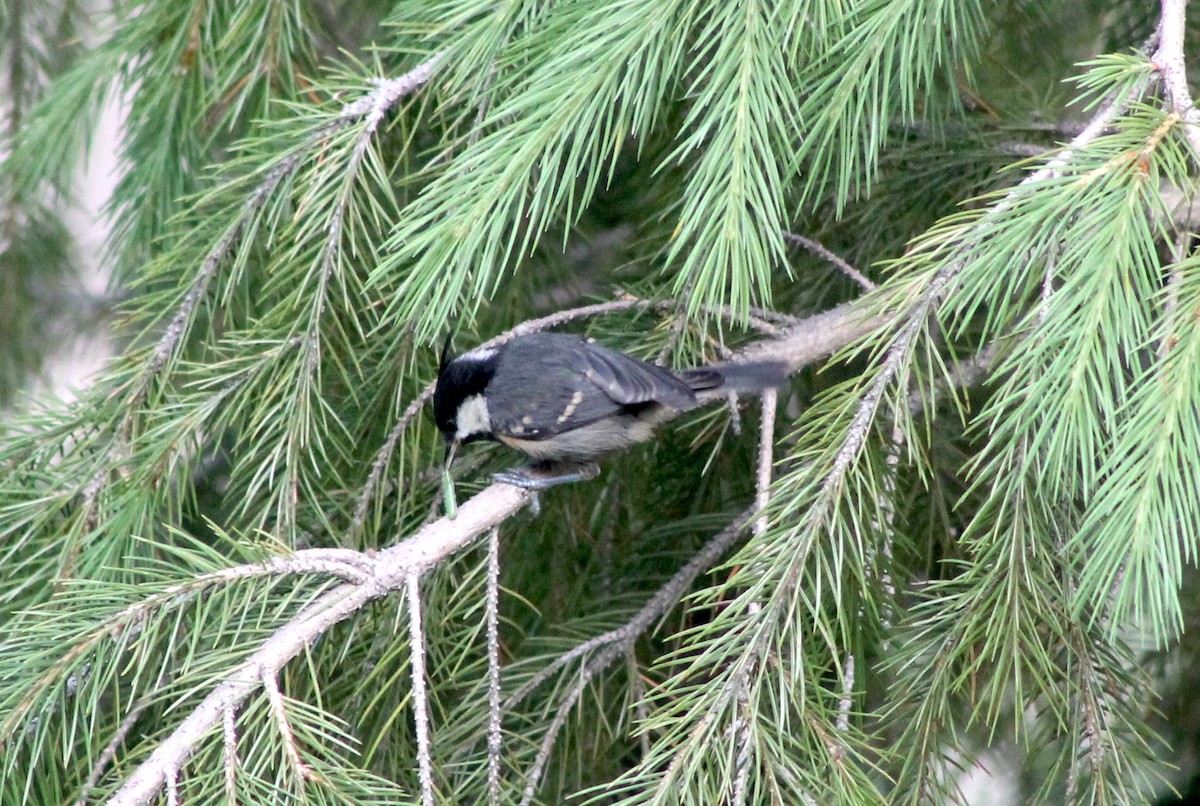 Coal Tit - ML87131681