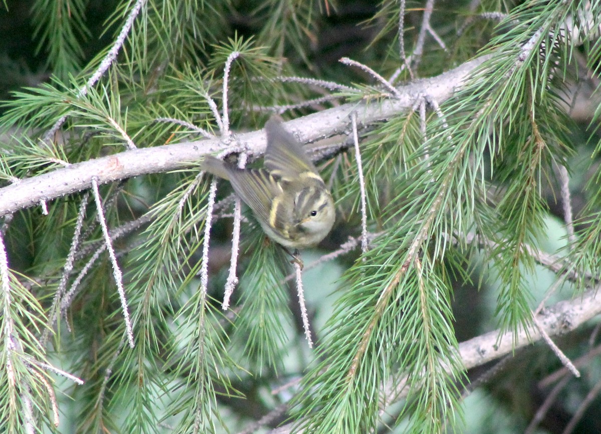 Mosquitero Dorsiclaro - ML87131771