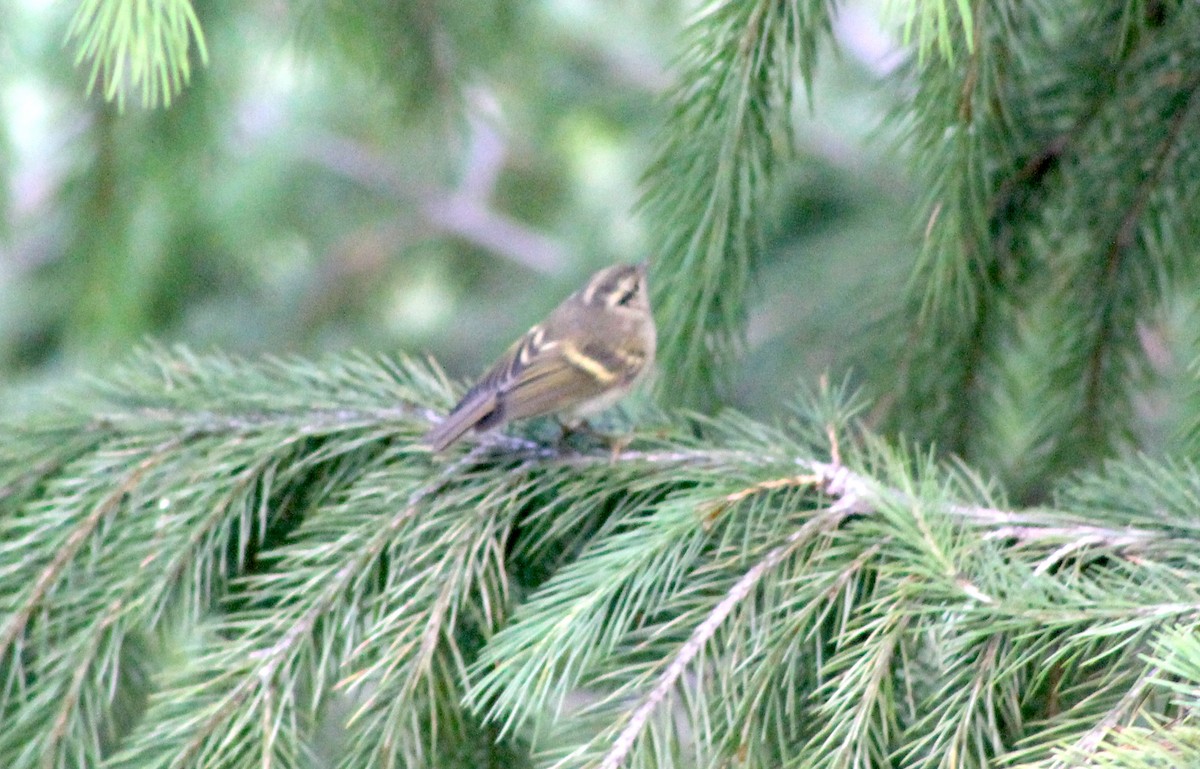 Lemon-rumped Warbler - ML87131791