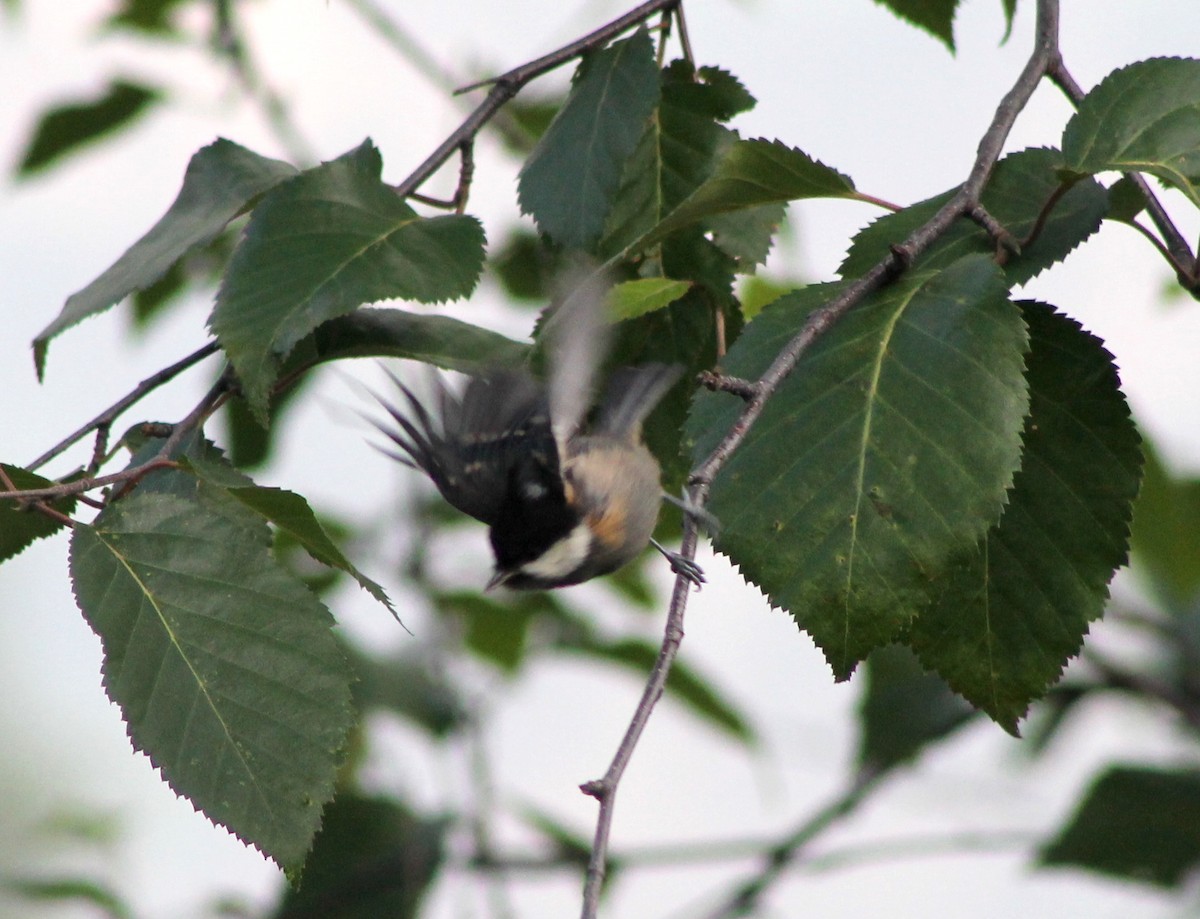 Coal Tit - ML87131831