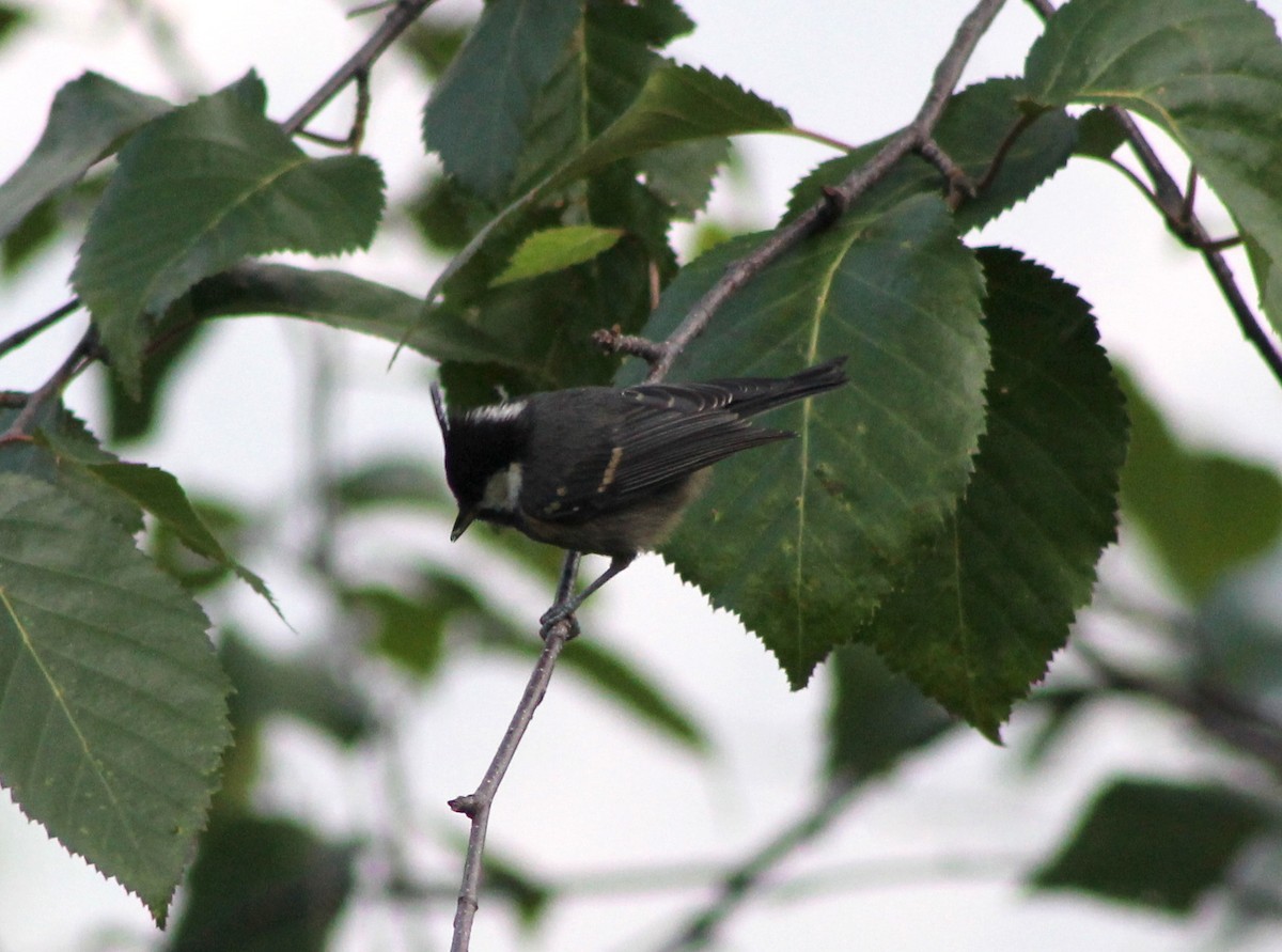 Coal Tit - ML87131841