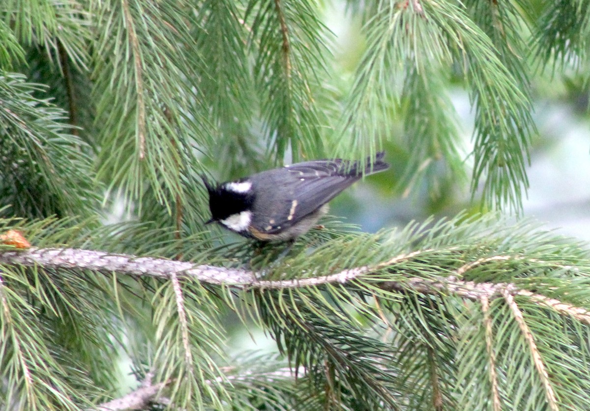 Coal Tit - Suresh  Rana