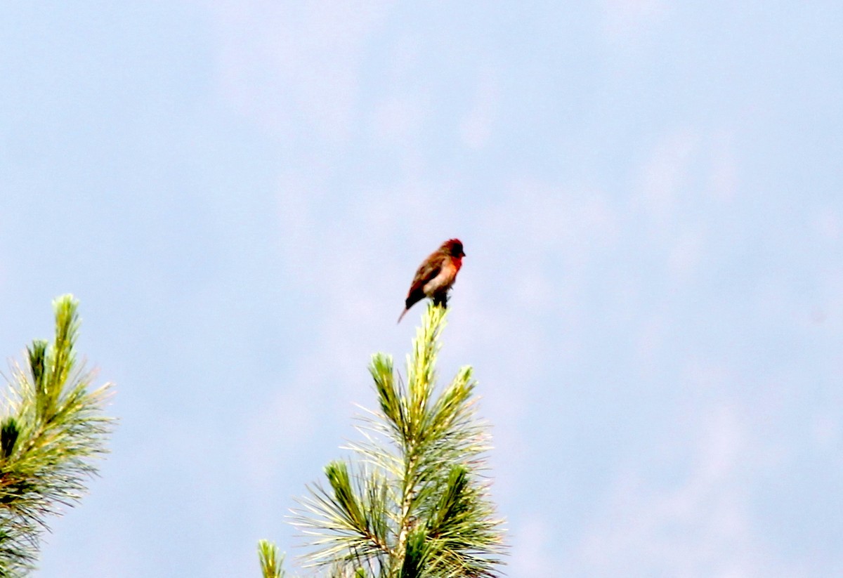 Common Rosefinch - Suresh  Rana