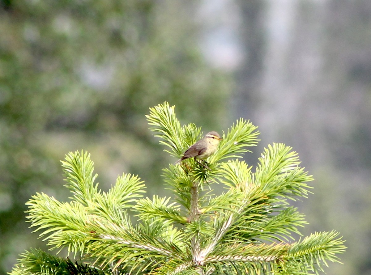 Tickell's Leaf Warbler (Tickell's) - ML87131931