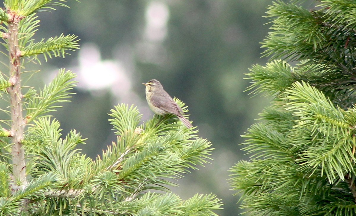 Tickell's Leaf Warbler (Tickell's) - ML87131951