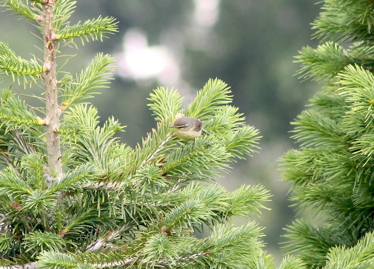 Tickell's Leaf Warbler (Tickell's) - ML87131971