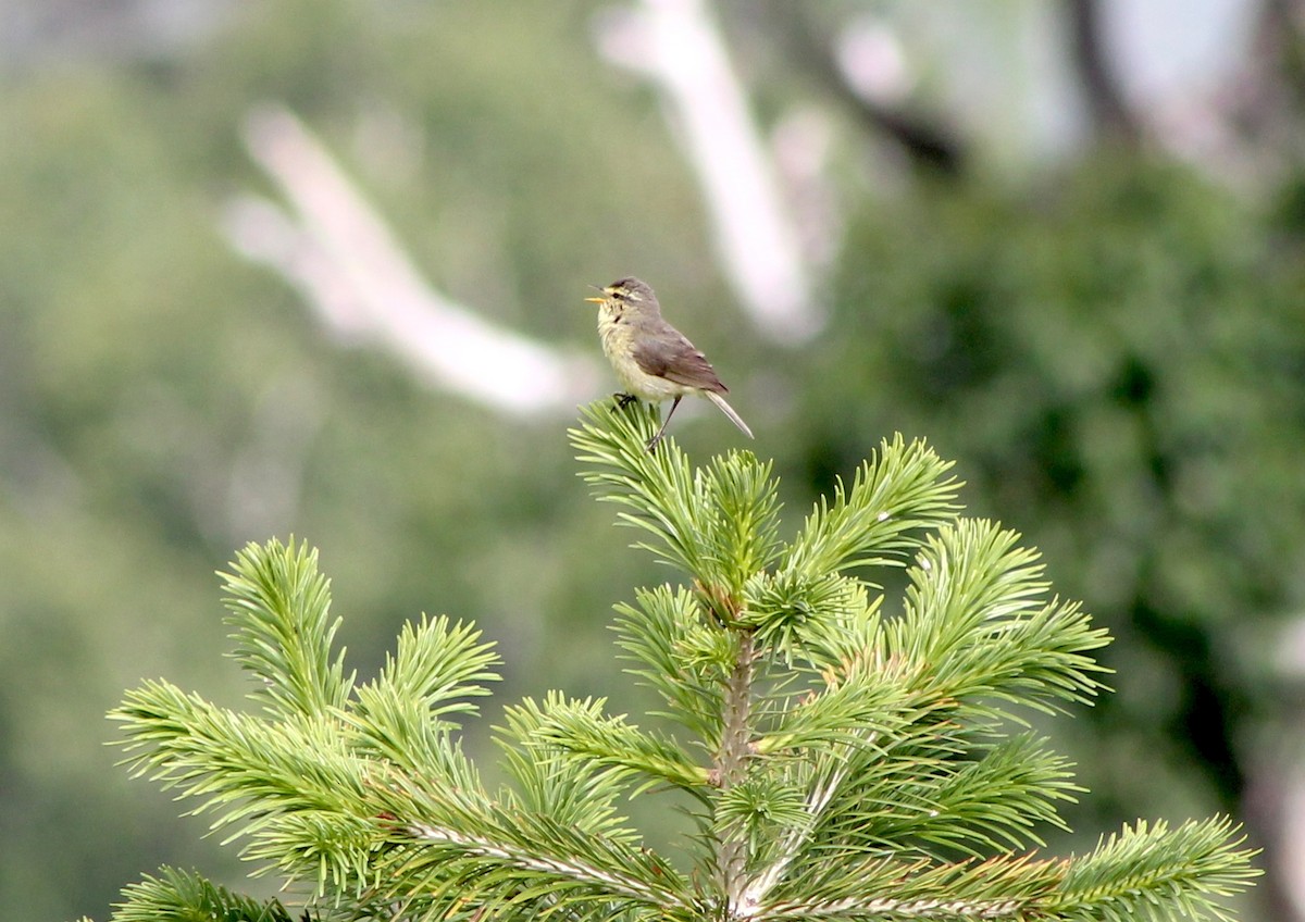 黃腹柳鶯(affinis/perflavus) - ML87131981