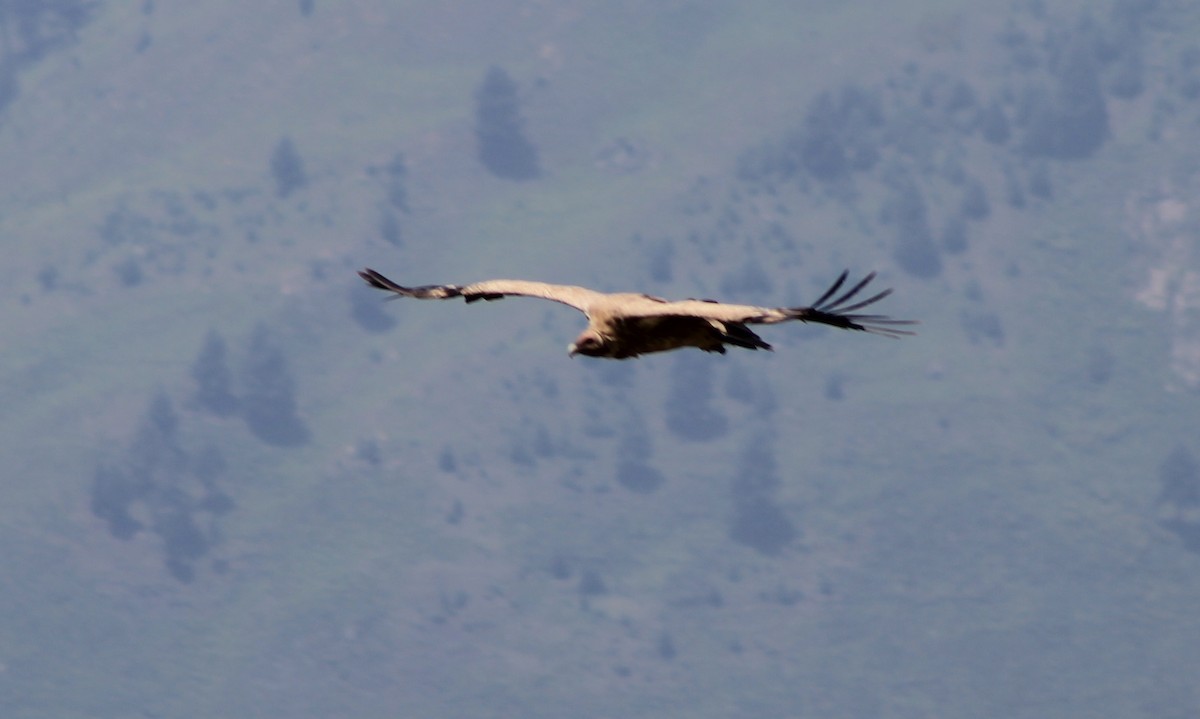 Himalayan Griffon - ML87132001