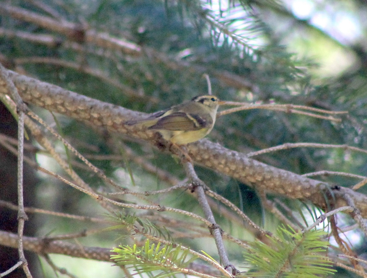 Mosquitero Dorsiclaro - ML87132031