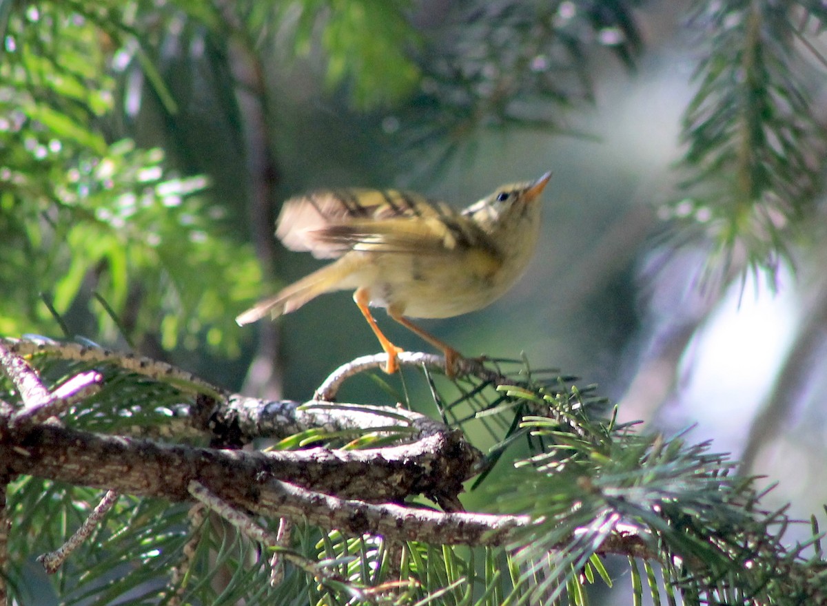 Mosquitero Dorsiclaro - ML87132041