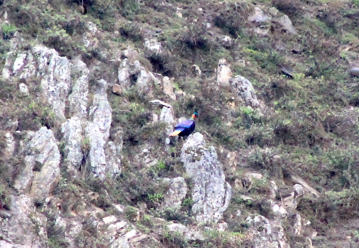 Himalayan Monal - Suresh  Rana