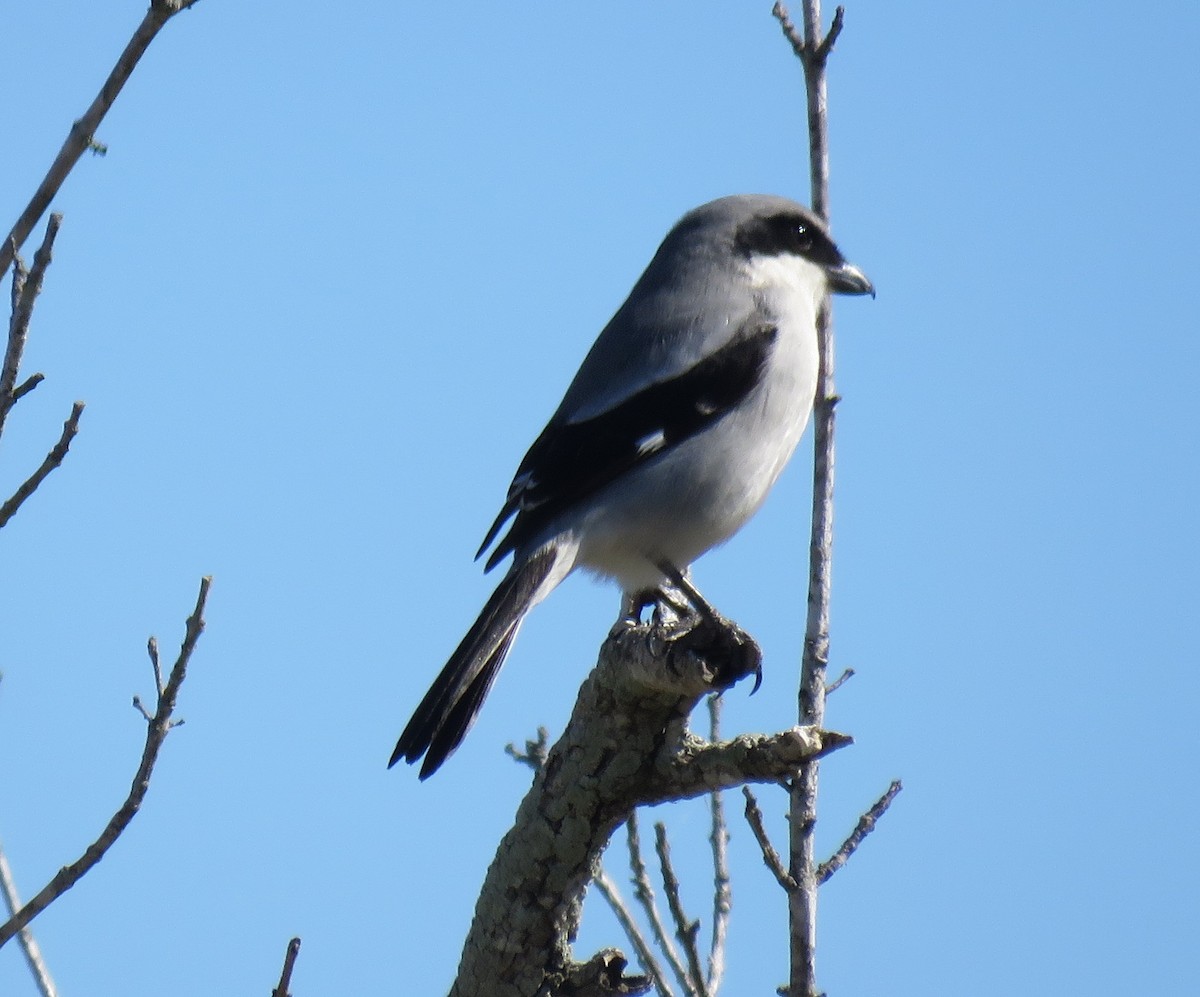 Loggerhead Shrike - Byron Greco