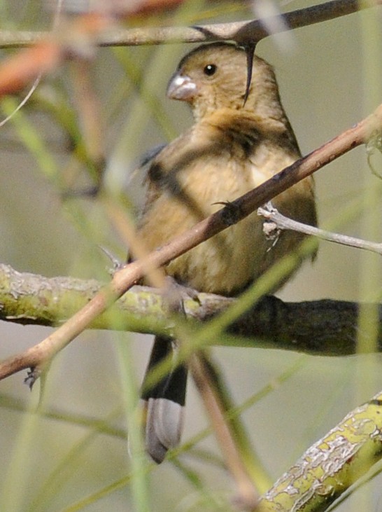 Cinnamon-rumped Seedeater - Steven Mlodinow