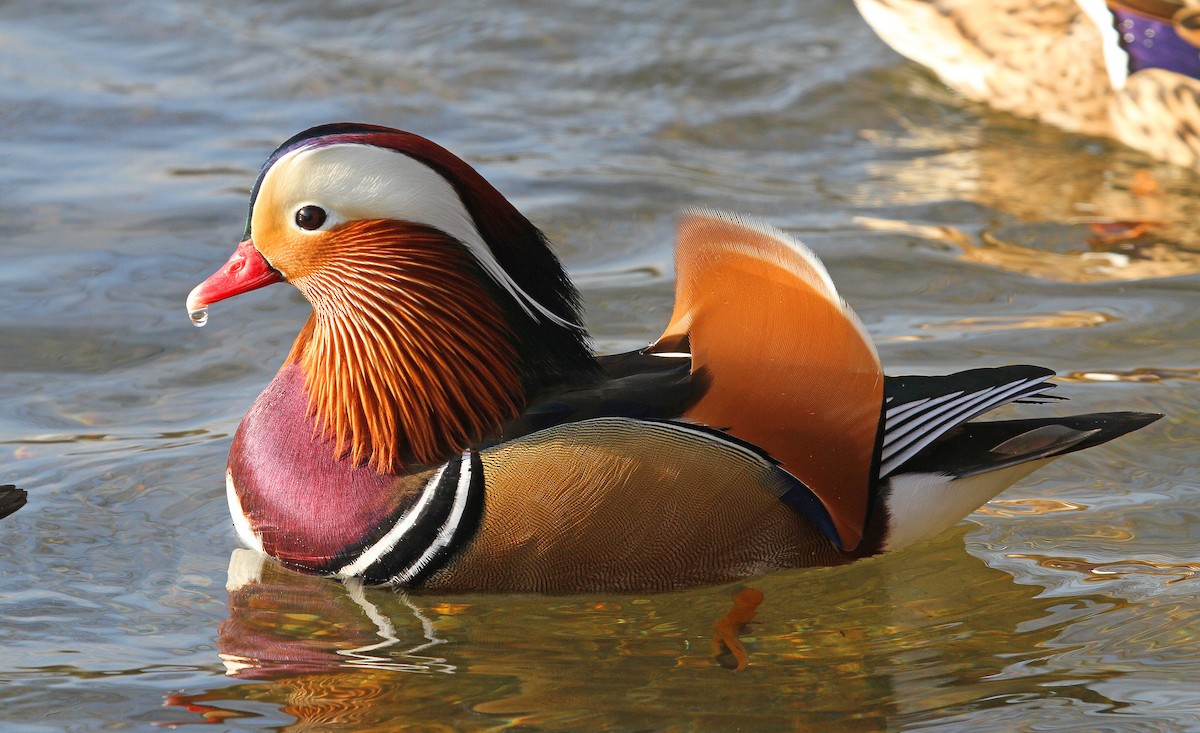 Mandarin Duck - ML87138011