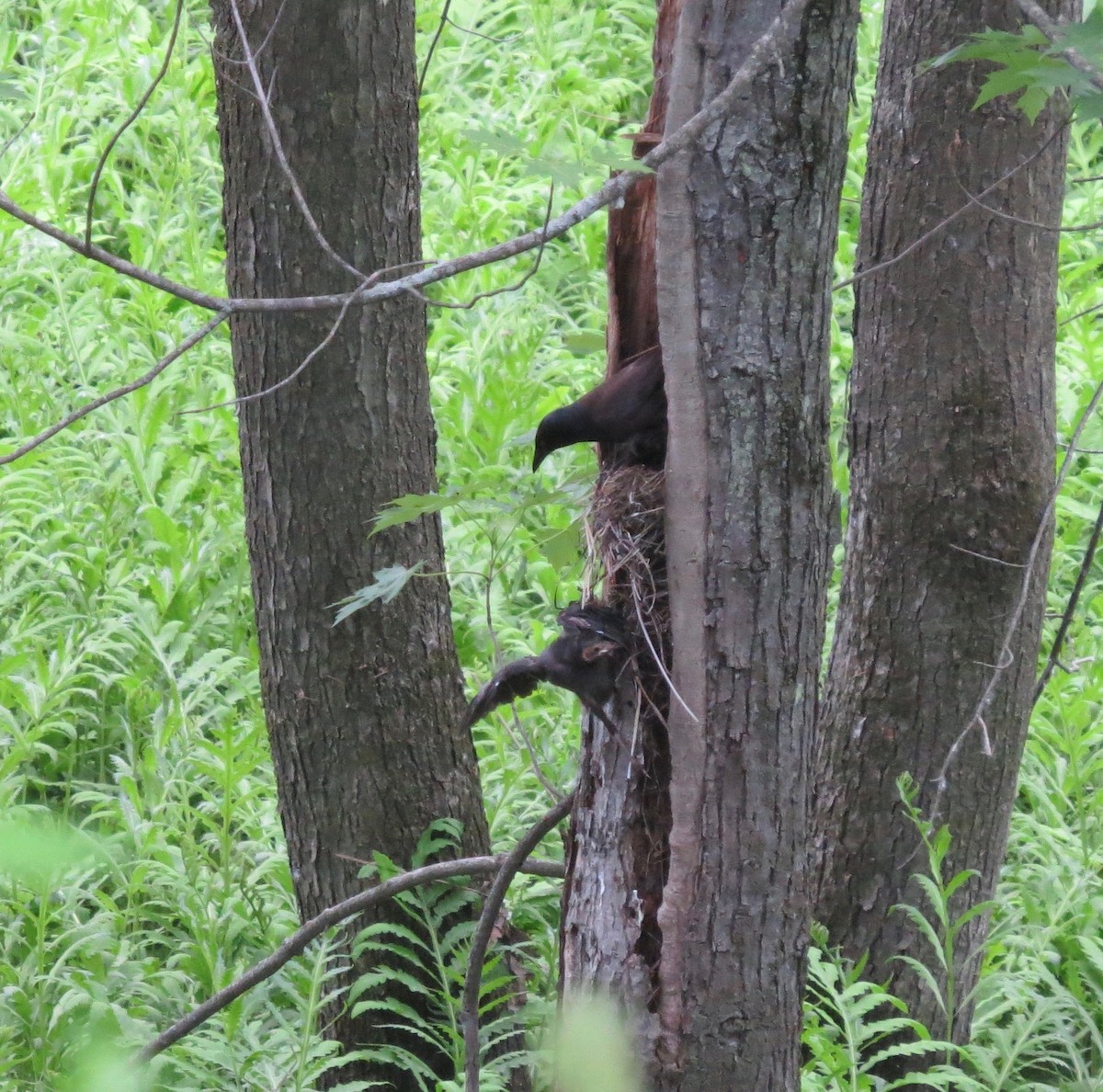 glanstrupial - ML87138121