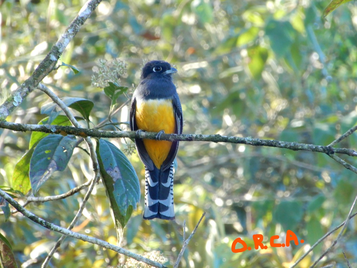 Gartered Violaceous Trogon - ML87138311
