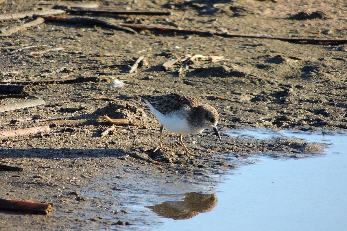 Least Sandpiper - Andrew Lawrence