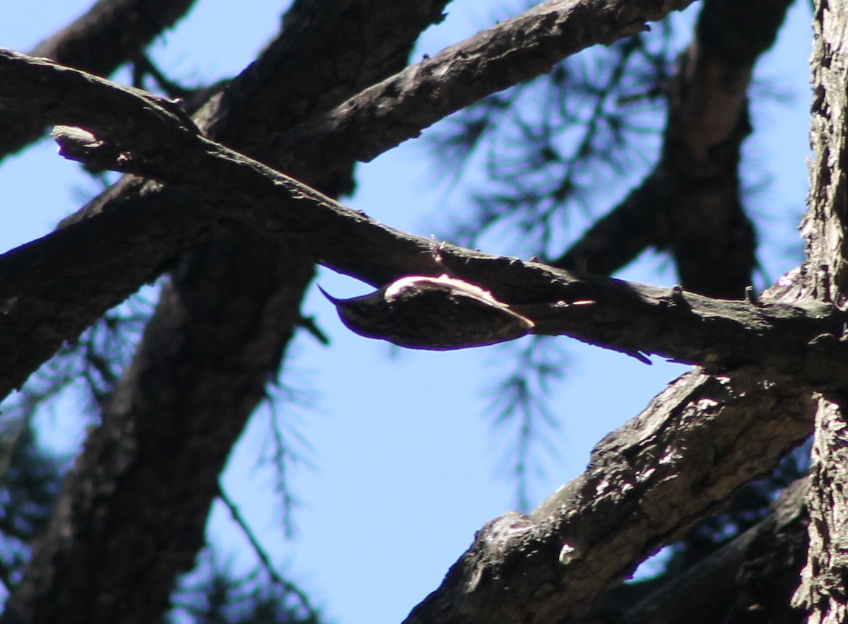 Bar-tailed Treecreeper - ML87139731