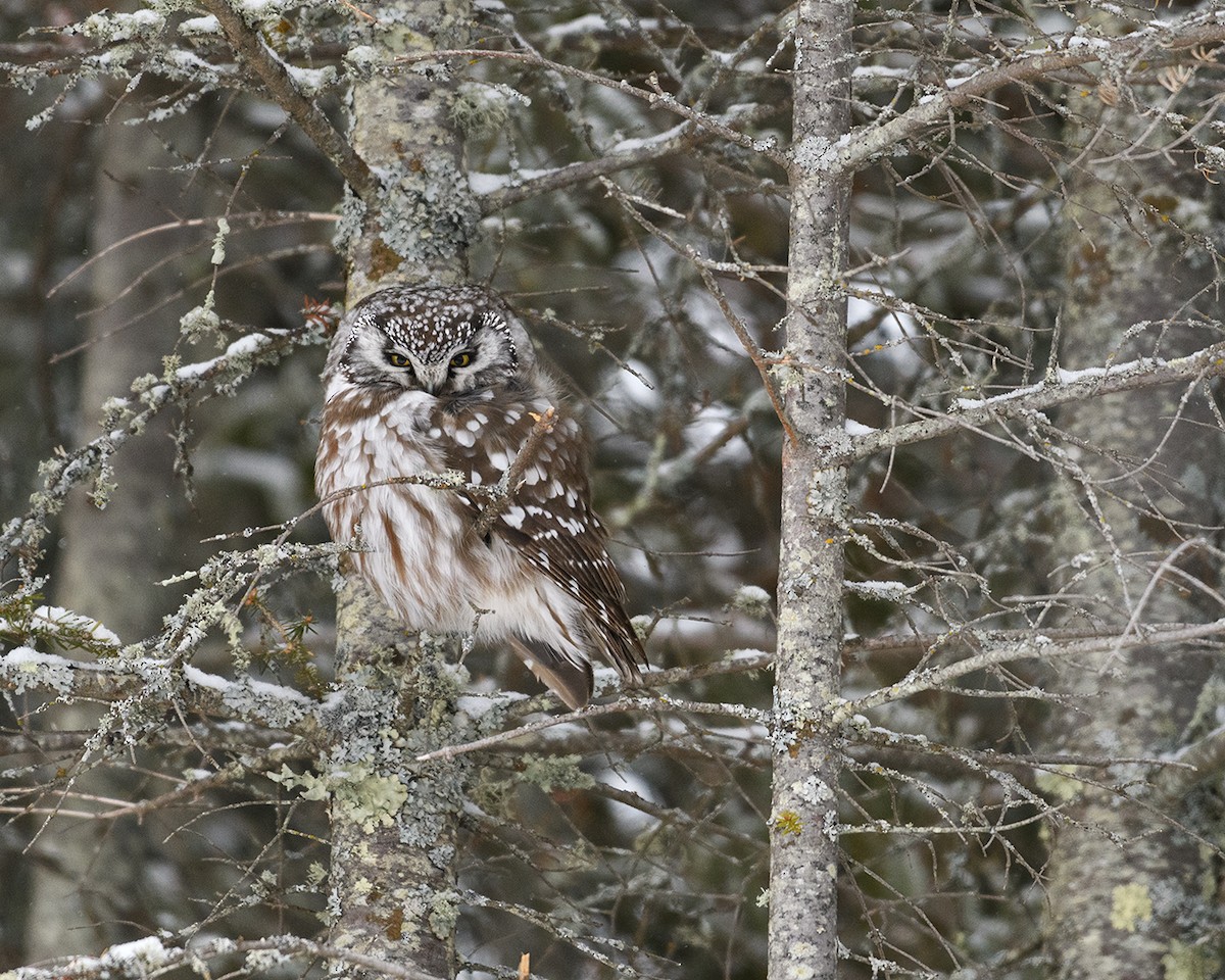 Boreal Owl - ML87139801