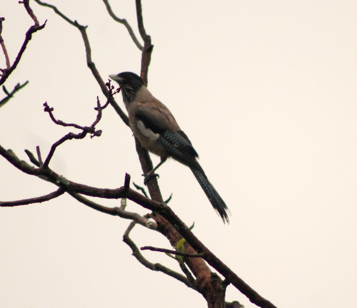 Black-headed Jay - ML87140141