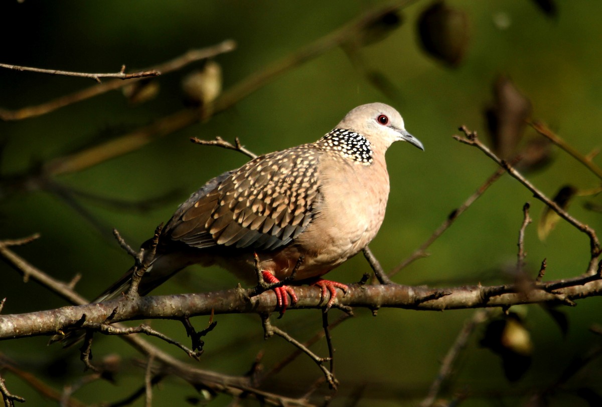 Spotted Dove - ML87141961