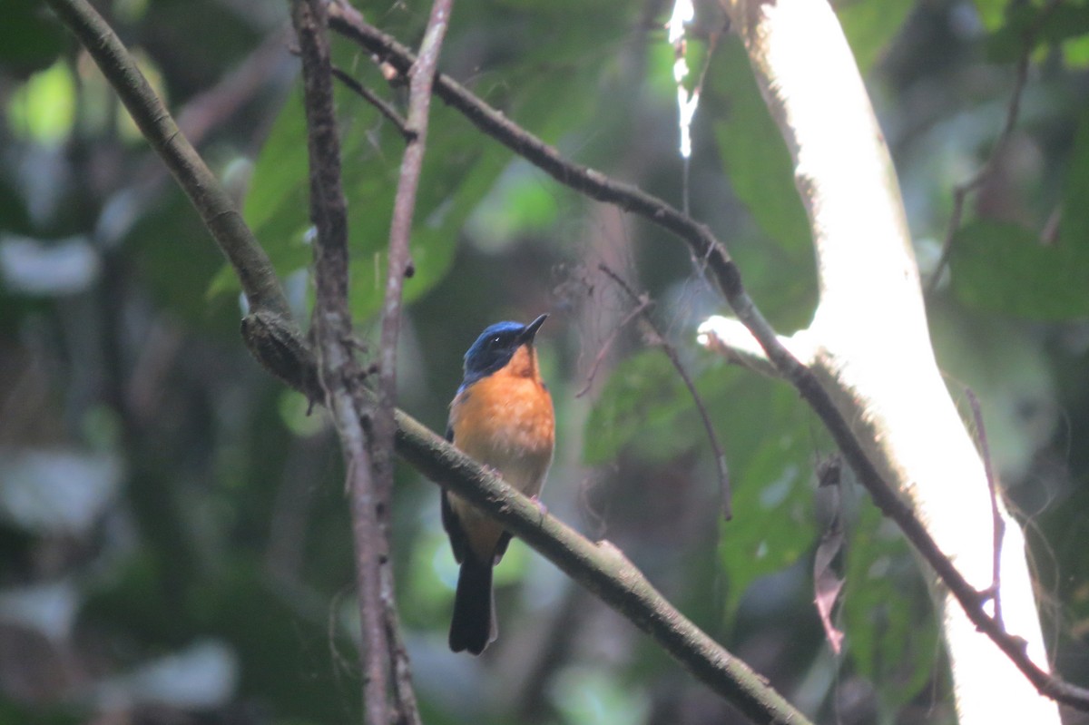 Bornean Blue Flycatcher - ML87142121