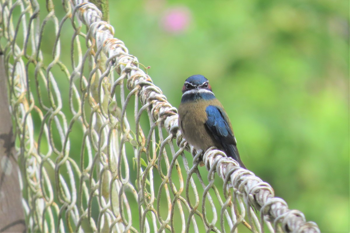 Whiskered Treeswift - ML87143471