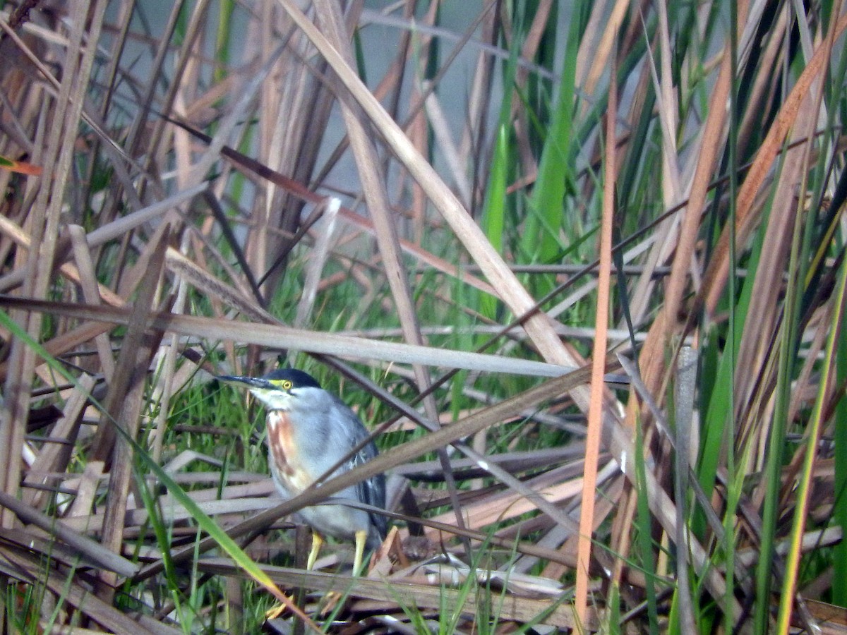 Striated Heron - ML87143891