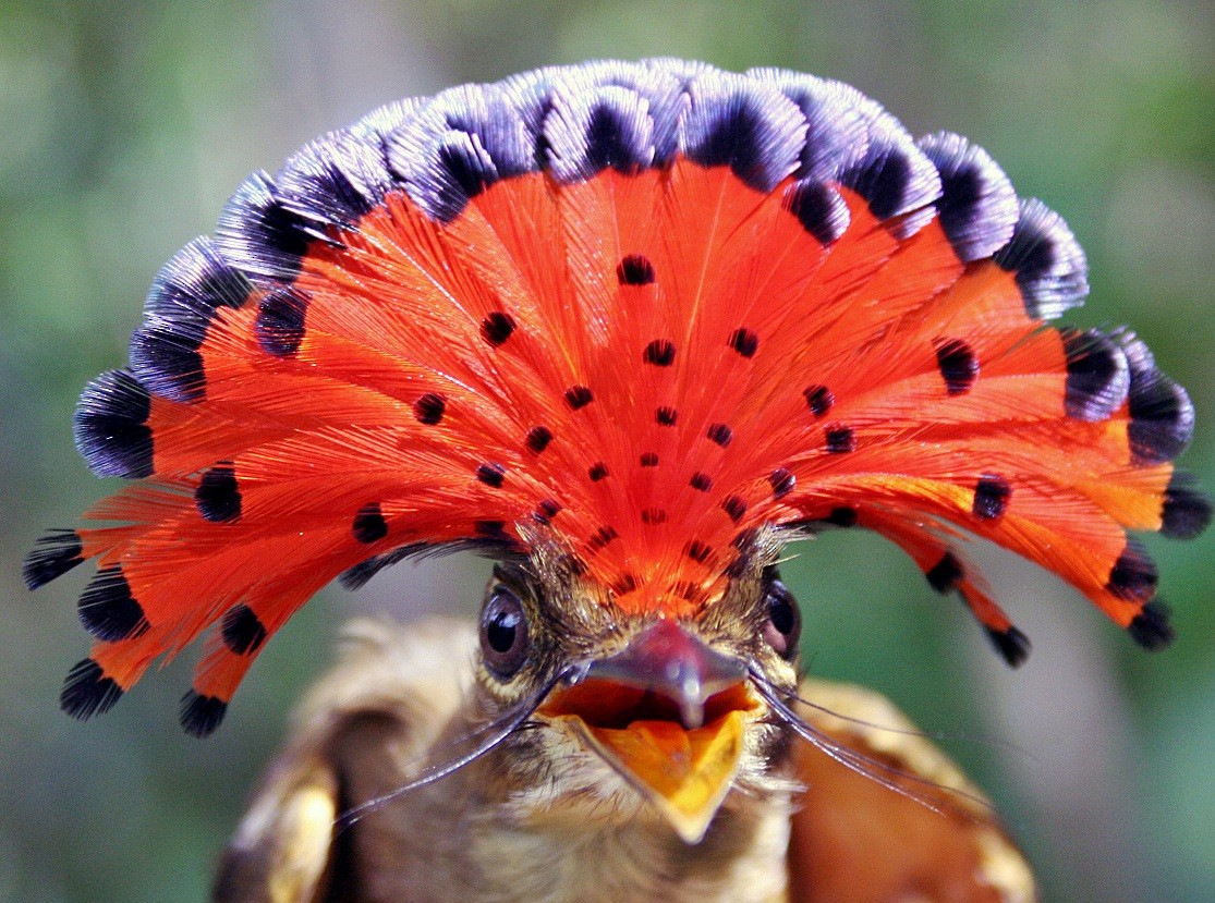 Tropical Royal Flycatcher - Marvelwood School