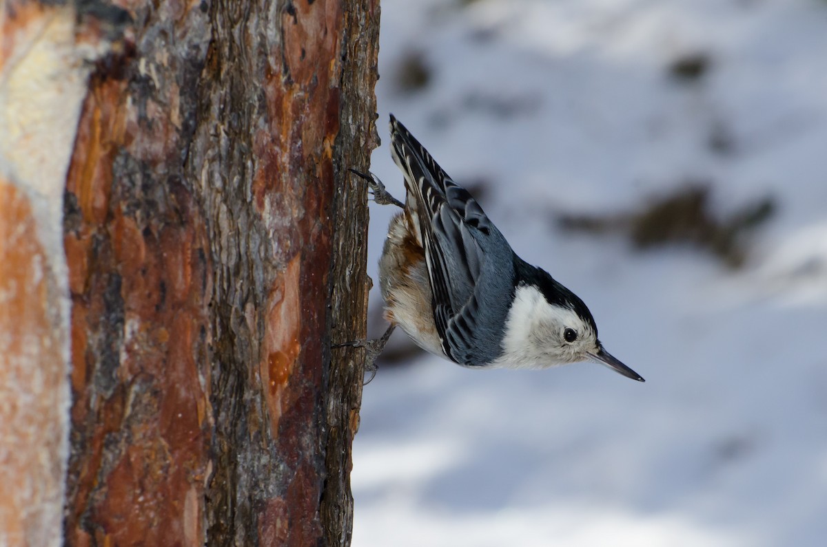 White-breasted Nuthatch - ML87145001