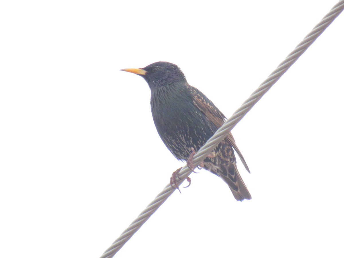 European Starling - Diana Figueroa Egurrola