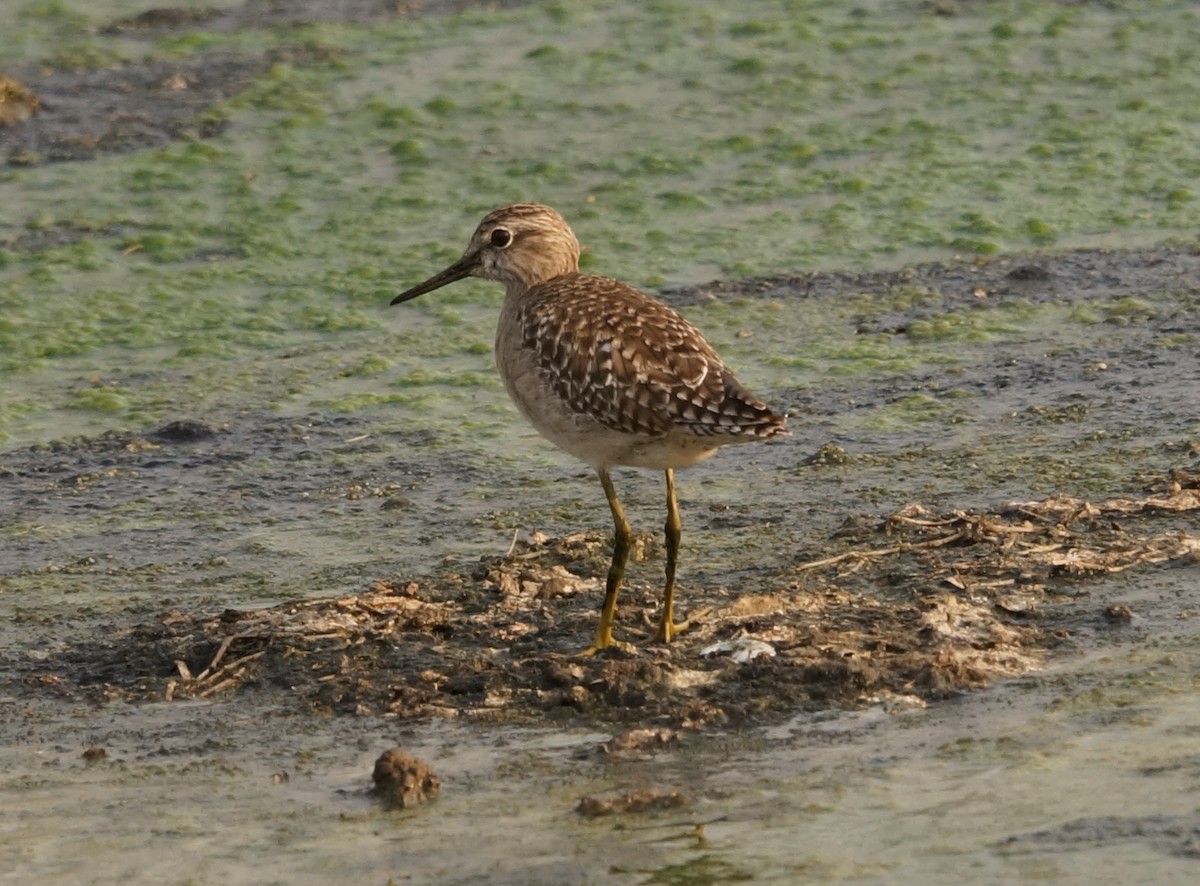 Wood Sandpiper - ML87146921