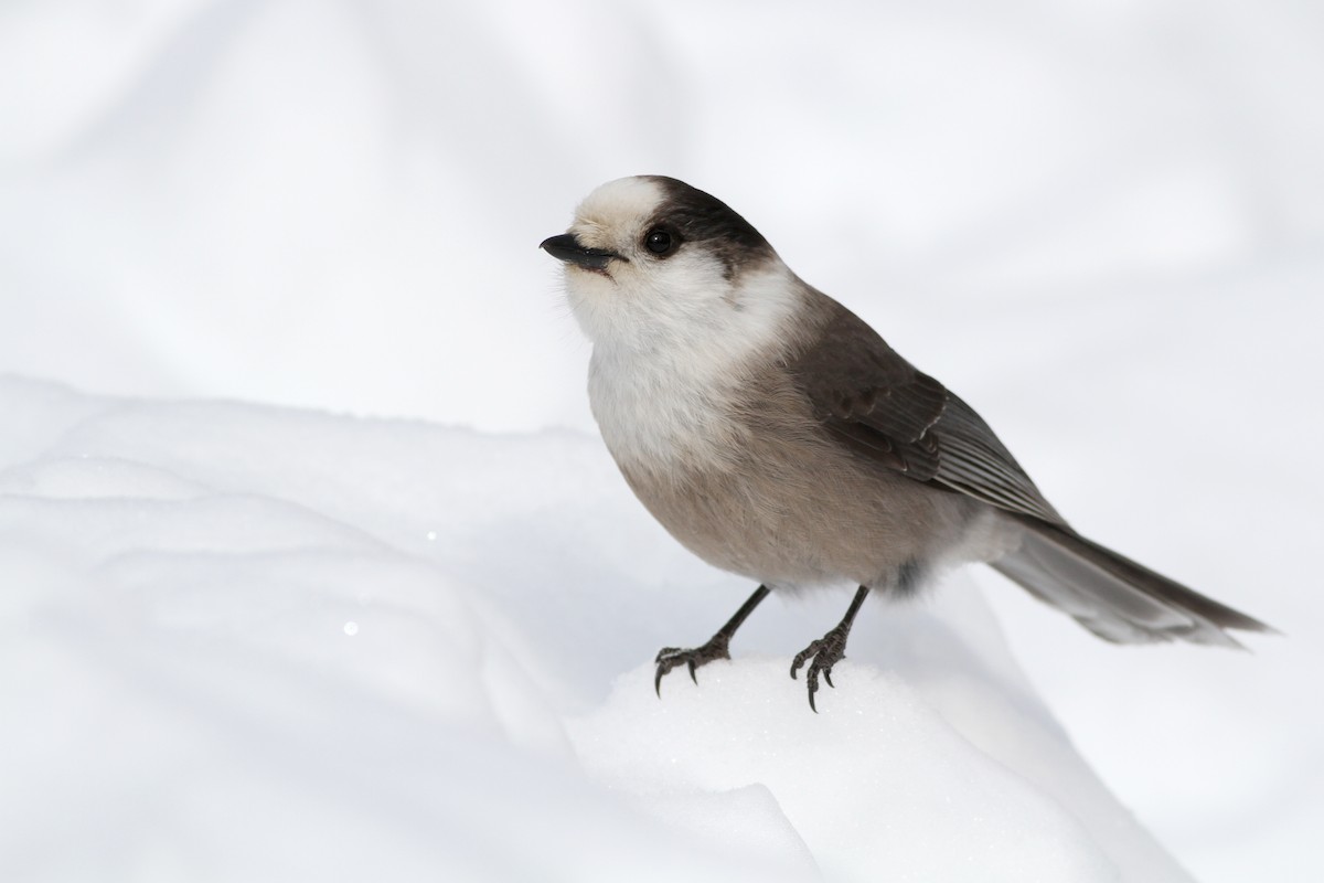 Canada Jay - ML87147021