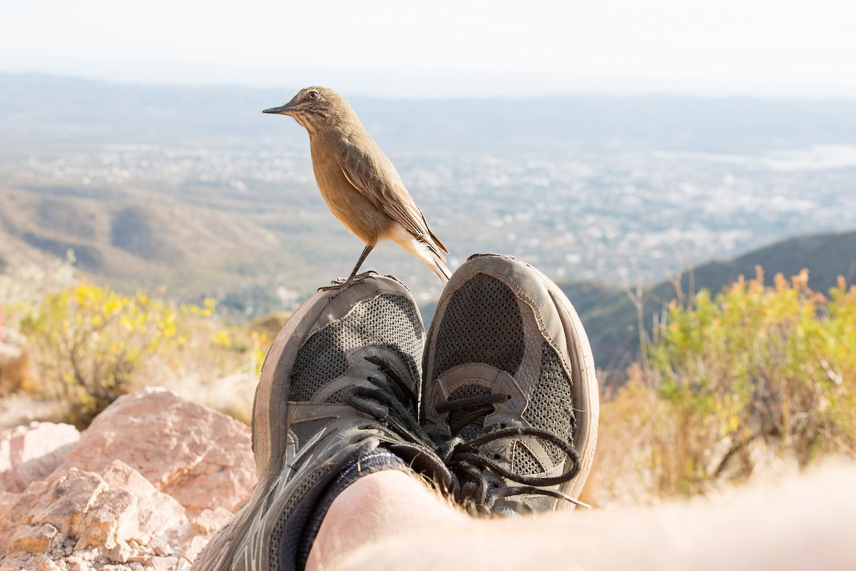 Black-billed Shrike-Tyrant - ML87147061