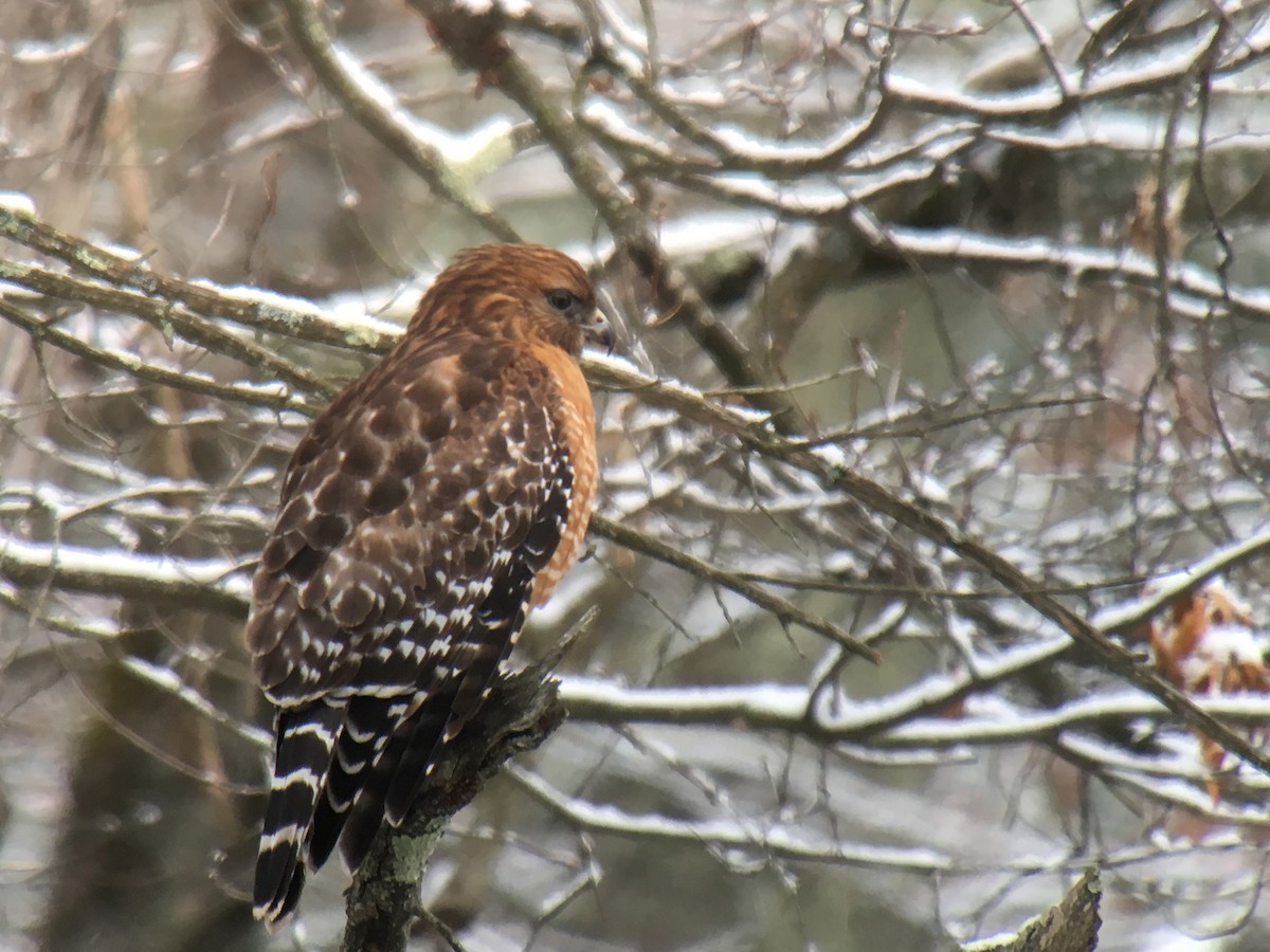 Red-shouldered Hawk - ML87147411