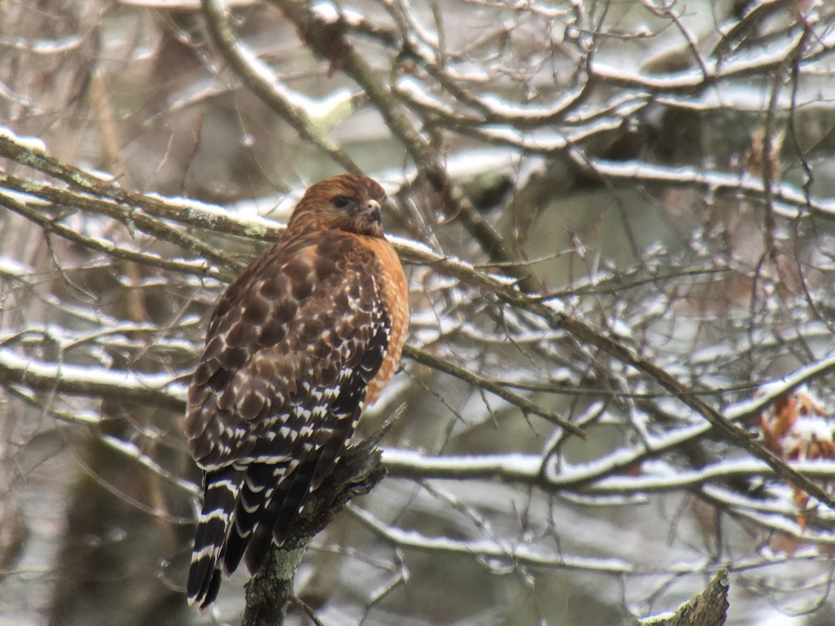 Red-shouldered Hawk - ML87147441