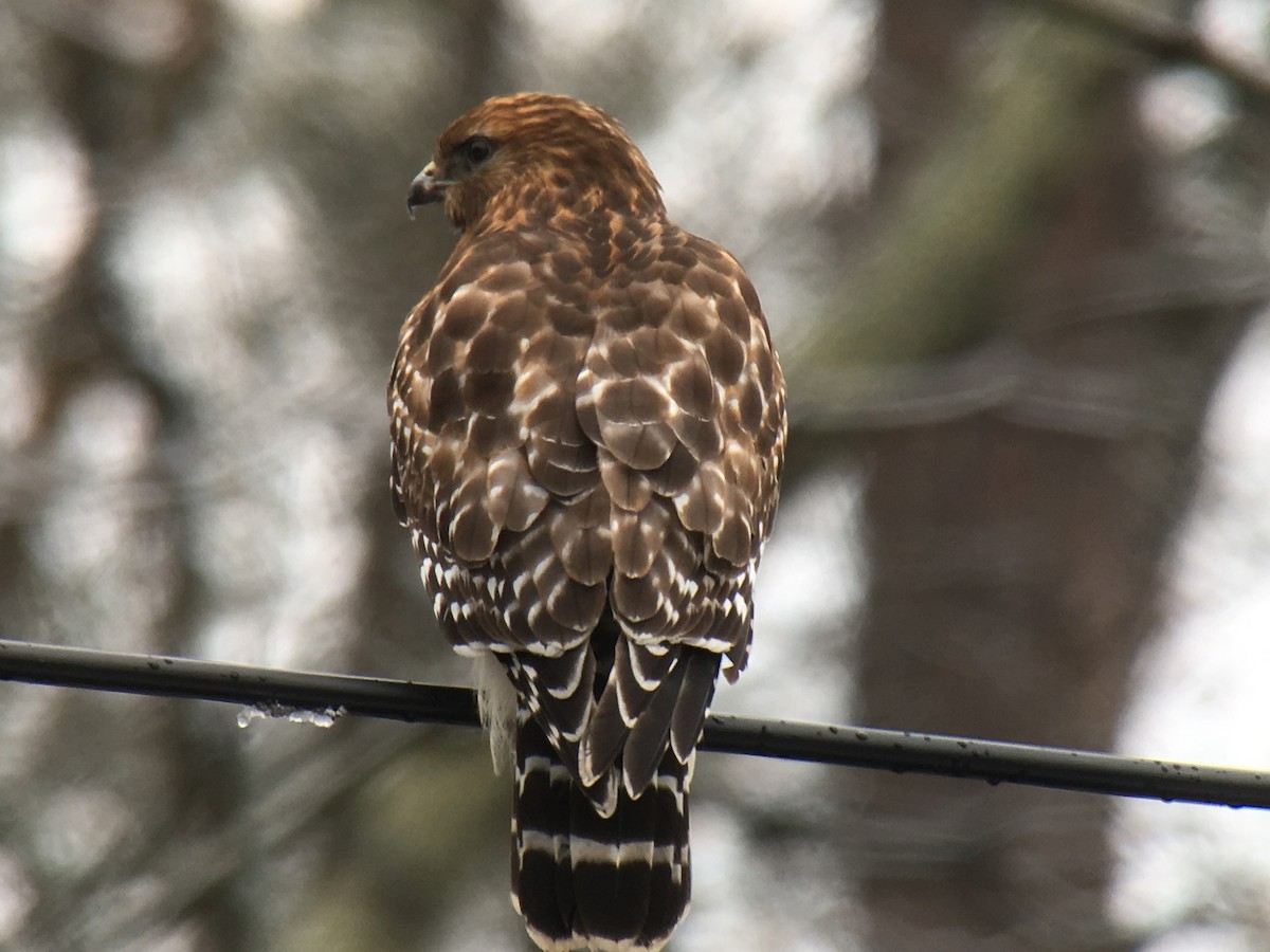 Red-shouldered Hawk - ML87147471