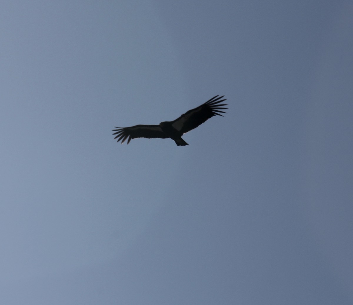 California Condor - ML87147771