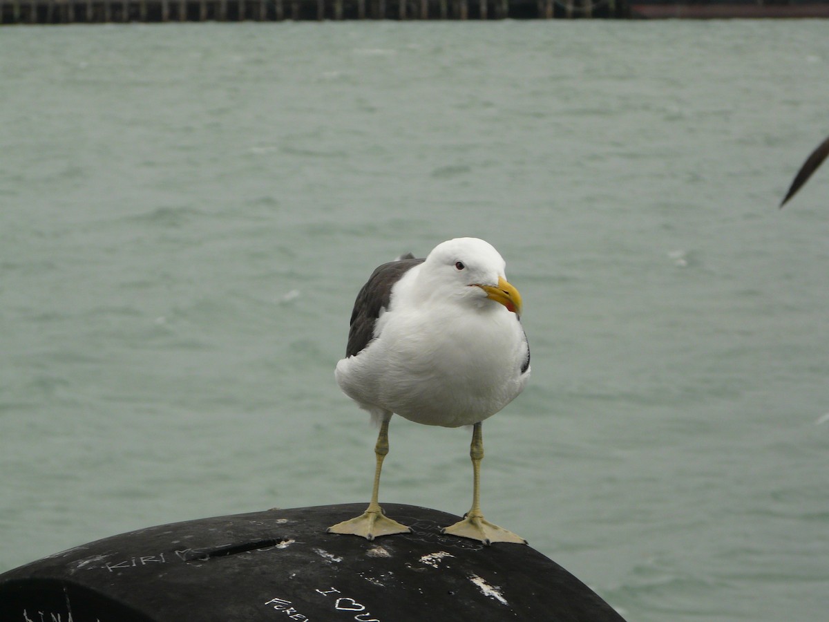 Kelp Gull - ML87148291
