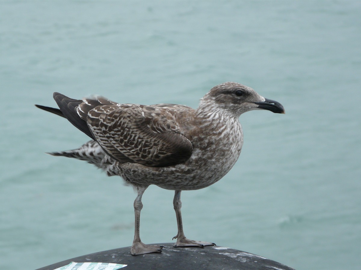 Kelp Gull - ML87148321