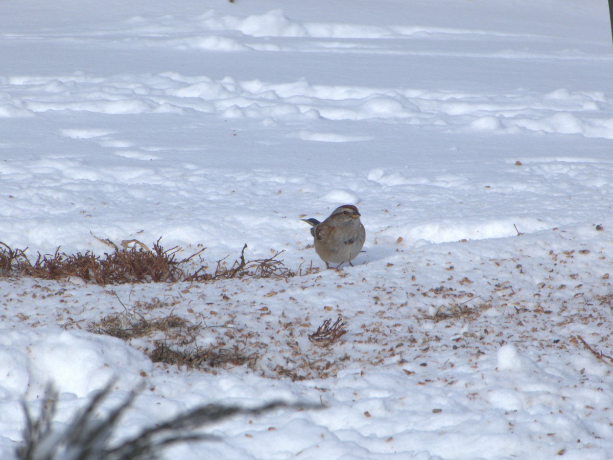 American Tree Sparrow - ML87149111