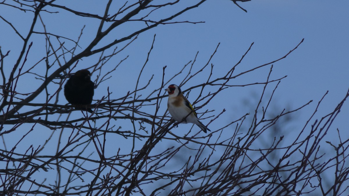 European Goldfinch - ML87149161
