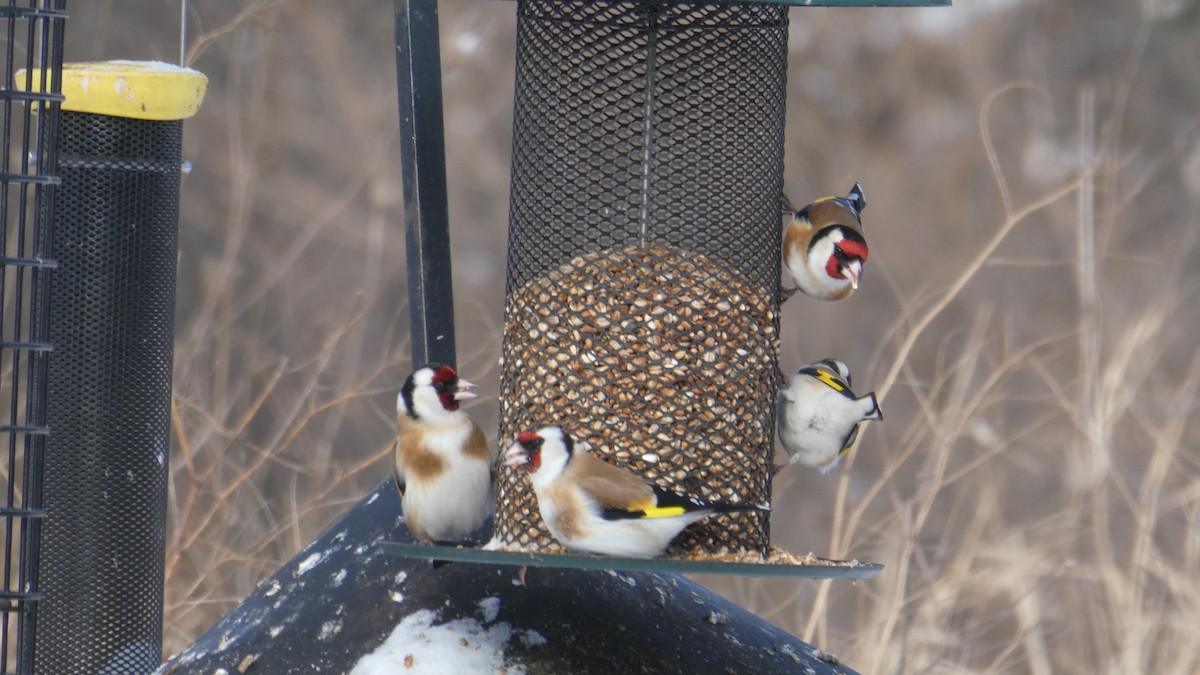 European Goldfinch - ML87149181
