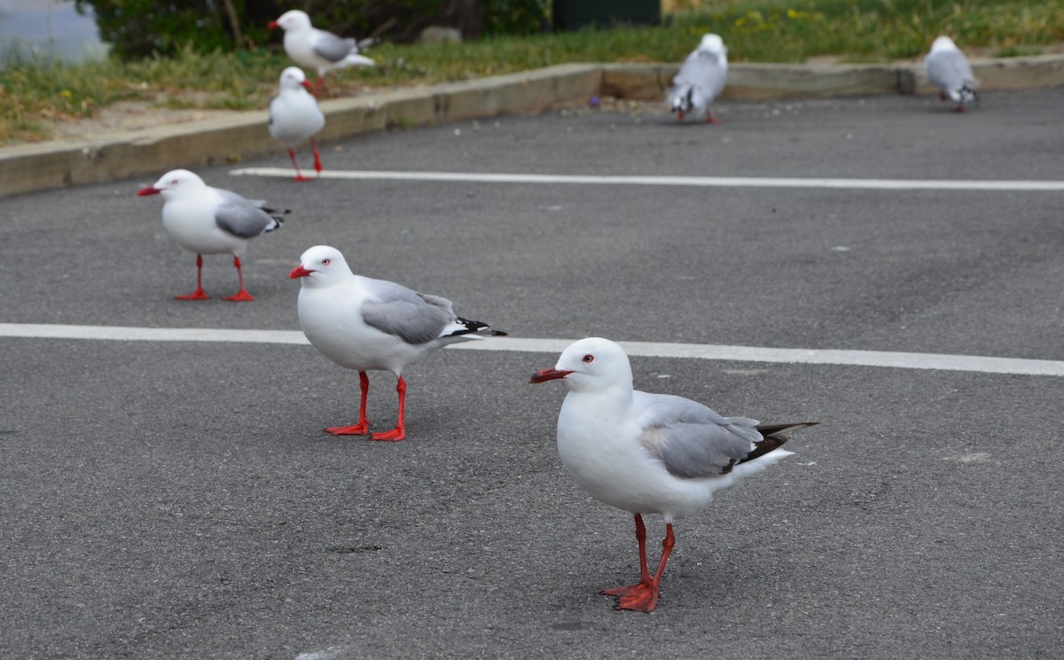 Gaviota Plateada (neozelandesa) - ML87149881