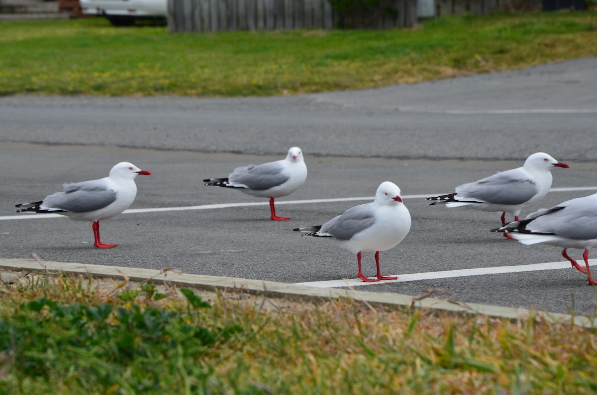 Gaviota Plateada (neozelandesa) - ML87150001