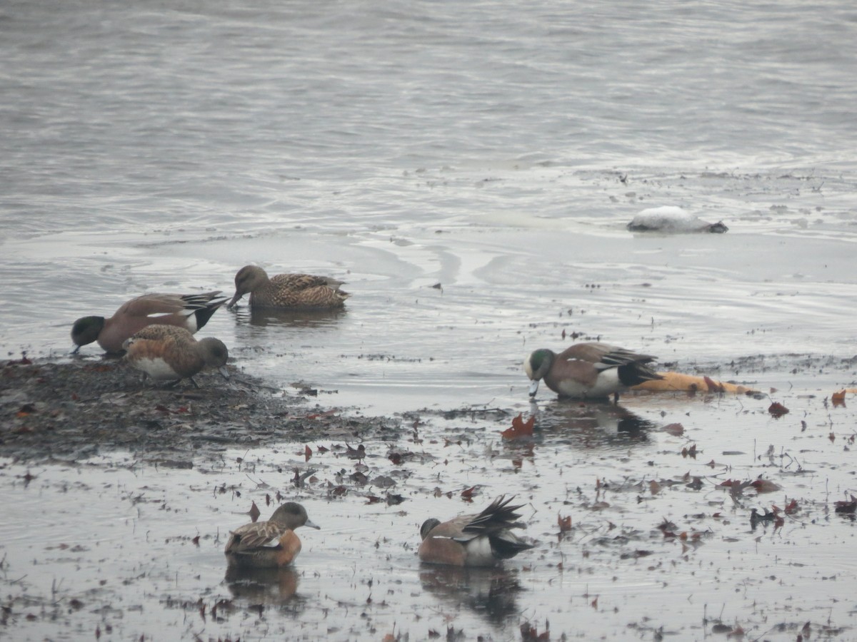 American Wigeon - Mayte Torres